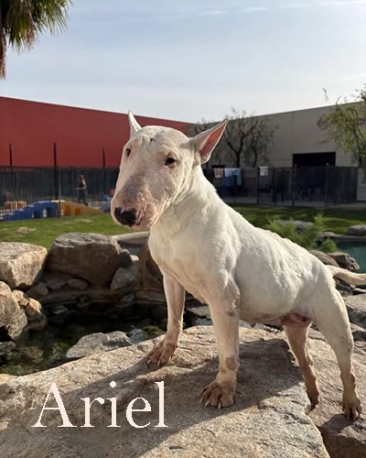 Ariel 